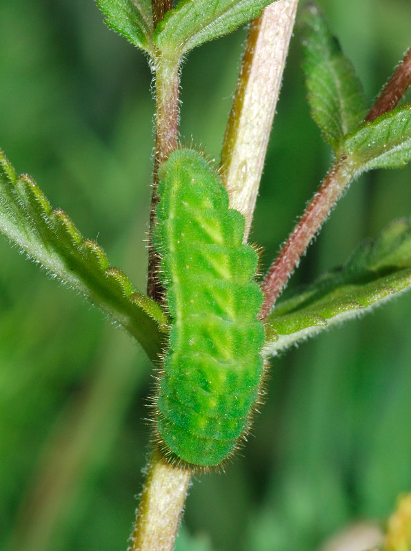 presunto bruco Polyommatus   escheri